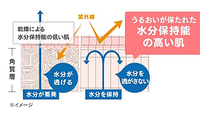 化粧品が水分保持量を改善